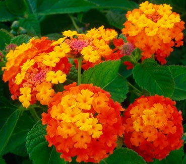 Lantana_camara_montpellier_latte_sariviere