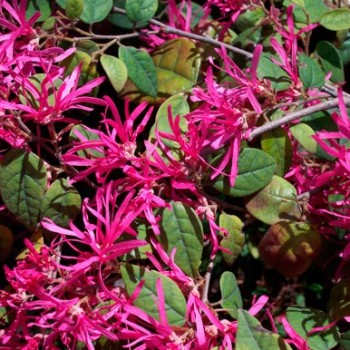 Loropetalum_chinense_Ming_Dinasty_montpellier_latte_sariviere