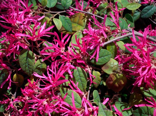 Loropetalum_chinense_Ming_Dinasty_montpellier_latte_sariviere