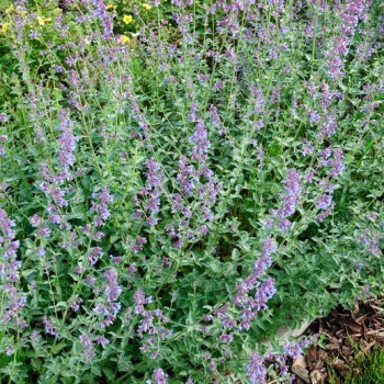 Nepeta_x_faassenii_montpellier_latte_sariviere