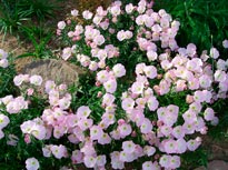 OENOTHERA-BERLANDIERI-_montpellier_latte_sariviere