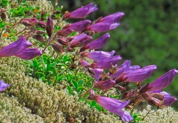 PENSTEMON-HETEROPHYLLUS-_montpellier_latte_sariviere