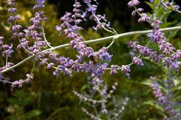 PEROVSKIA-ATRIPLICIFOLIA-'BLUE-SPIRE'-_montpellier_latte_sariviere