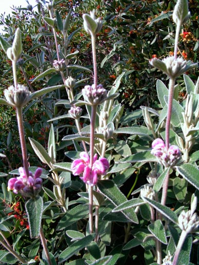 PHLOMIS-FRUTICOSA-PURPUREA-_montpellier_latte_sariviere