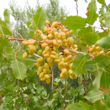 PISTACIA-VERA--_montpellier_latte_sariviere