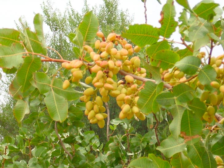 PISTACIA-VERA--_montpellier_latte_sariviere