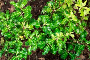 PITTOSPORUM-TENUIFOLIUM-_montpellier_latte_sariviere