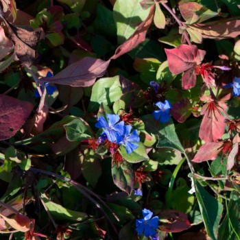 PLUMBAGO-LARPENTAE-_montpellier_latte_sariviere