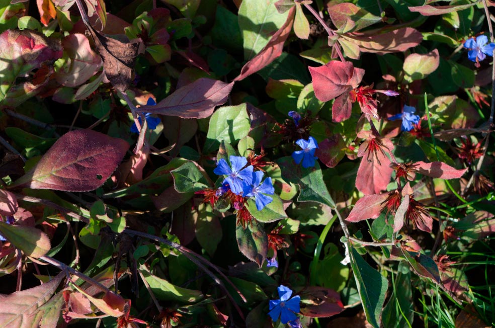 PLUMBAGO-LARPENTAE-_montpellier_latte_sariviere