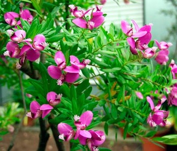 POLYGALA-MYRTIFOLIA-_montpellier_latte_sariviere