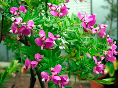 POLYGALA-MYRTIFOLIA-_montpellier_latte_sariviere