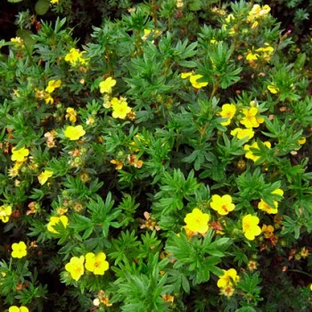 POTENTILLA-FRUTICOSA-'GOLDFINGER'-_montpellier_latte_sariviere