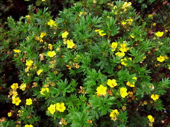 POTENTILLA-FRUTICOSA-'GOLDFINGER'-_montpellier_latte_sariviere