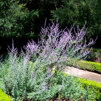 Perovskia_atriplicifolia_montpellier_latte_sariviere