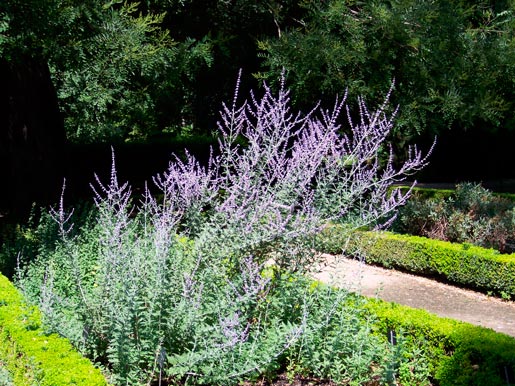 Perovskia_atriplicifolia_montpellier_latte_sariviere