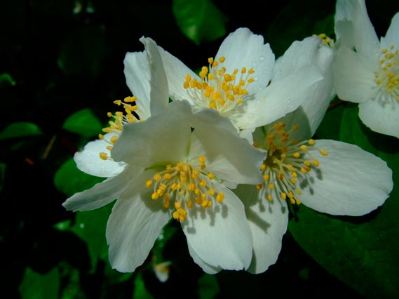 Philadelphus_coronarius_montpellier_latte_sariviere