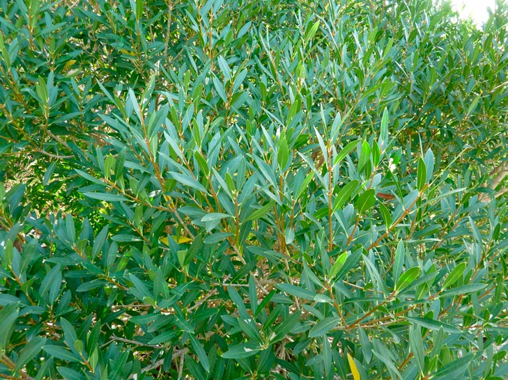 Phillyrea_angustifolia_montpellier_latte_sariviere