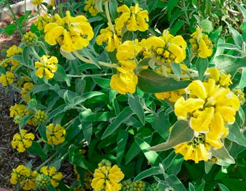 Phlomis_fruticosa_montpellier_latte_sariviere