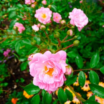 ROSA-'THE-FAIRY'-_montpellier_latte_sariviere