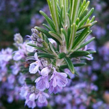 ROSMARINUS-'CORSICA'---'REPENS'-_montpellier_latte_sariviere