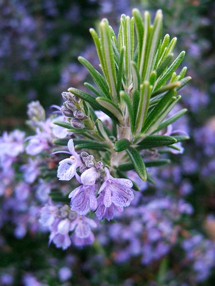 ROSMARINUS-'CORSICA'---'REPENS'-_montpellier_latte_sariviere