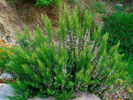 ROSMARINUS-OFFICINALIS-_montpellier_latte_sariviere