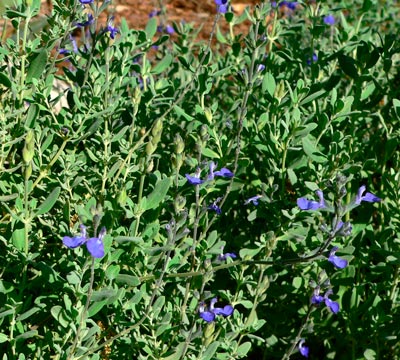 SALVIA-CHAMAEDRYOIDES-_montpellier_latte_sariviere